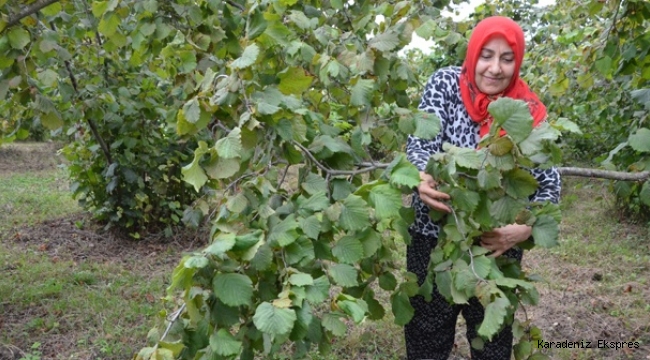 ÇAY YEVMİYESİ 300 LİRAYI GÖRDÜ! FINDIK ÜRETİCİSİ TEDİRGİN..