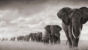 Filler, ölüme yas tutan ender hayvanlardan biri
