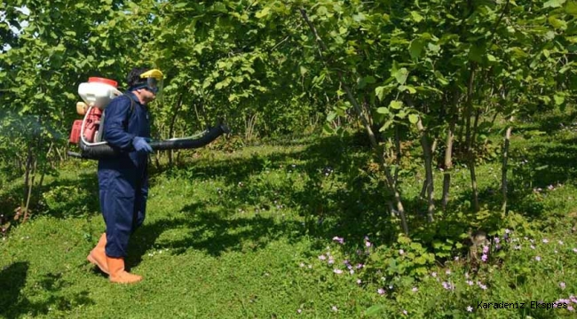 FINDIKTA KÜLLEME HASTALIĞI İLE MÜCADELE BAŞLADI