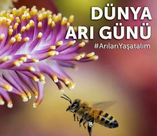 Gıdamızı arılara borçluyuz...