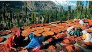 #HUNZA TÜRKLERİ