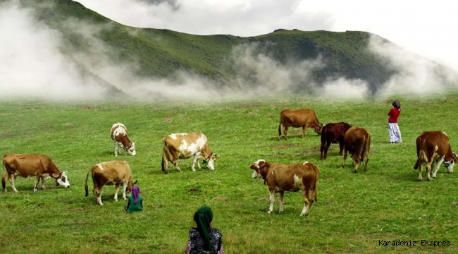 Karadeniz'de, yaylalara göç geleneği, koronavirüs salgını nedeniyle bu yıl erken başladı 