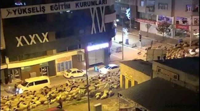 Şehir merkezinden koyun sürüsü geçti