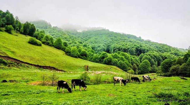 ŞEHİRDEN GELİP KÖYDEKİNİ Kovmak 