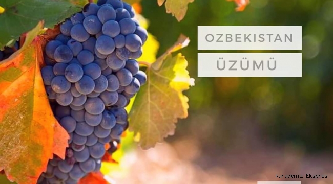 Üzüm üretiminde Özbekistan lider