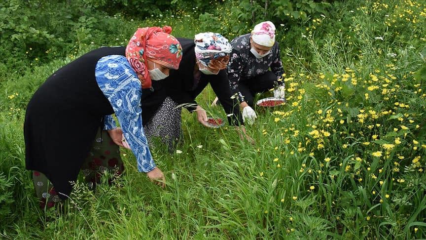 DAĞ ÇİLEĞİ BAYANLARIN YENİ BİR GELİR KAPISI OLDU