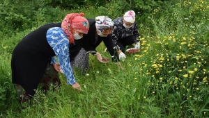 DAĞ ÇİLEĞİ BAYANLARIN YENİ BİR GELİR KAPISI OLDU