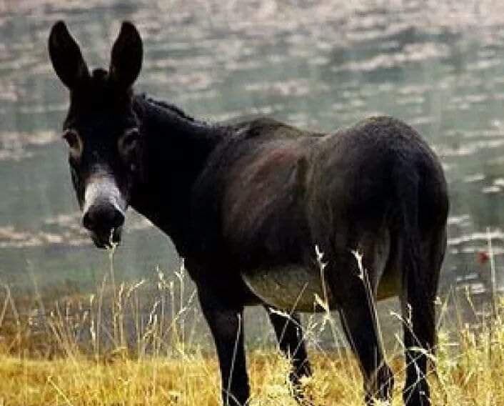 Eşek şahit yapıldı, cinayet çözüldü