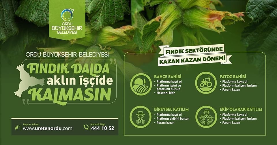 FINDIKTA KAZAN KAZAN DÖNEMİ BAŞLIYOR