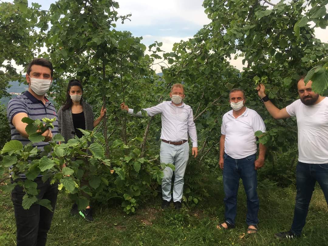 Fındıkta örnek uygulama timleri sahada