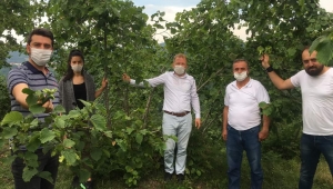 Fındıkta örnek uygulama timleri sahada