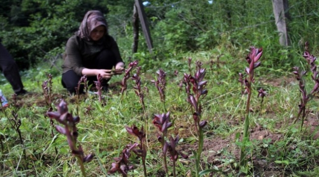 Giresun'da ilk defa üretilen bitkinin kilosu 1400 lira! Fındığa alternatif