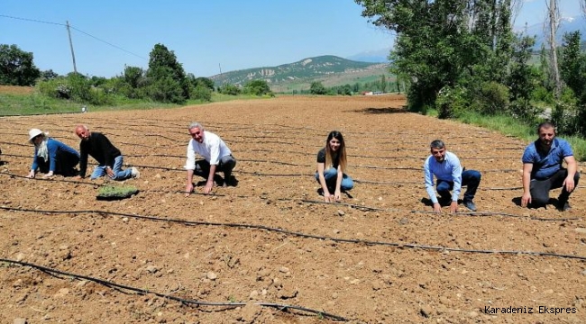 Gümüşhane’de 72 bin lavanta fidesi daha toprakla buluştu