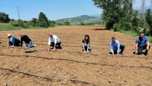 Gümüşhane’de 72 bin lavanta fidesi daha toprakla buluştu