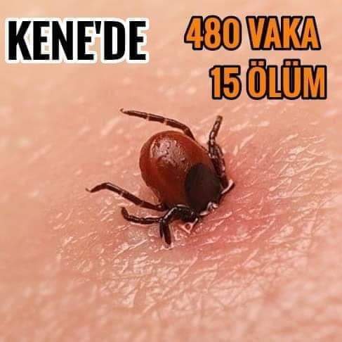 KENEDE 480 VAKA 15 ÖLÜM 