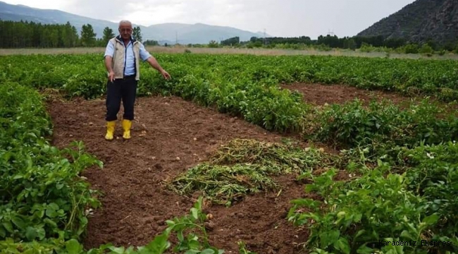 Niksar da hırsızlar, yaklaşık bir ton civarında patatesi sökerek kayıplara karıştı 