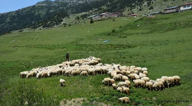 Ordu İlinde Bafra Irkı Koyun Yetiştiriciliği Geliştirilmesi Projesi
