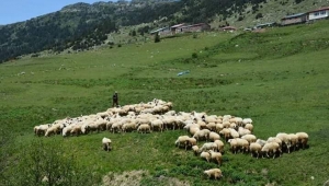 Ordu İlinde Bafra Irkı Koyun Yetiştiriciliği Geliştirilmesi Projesi