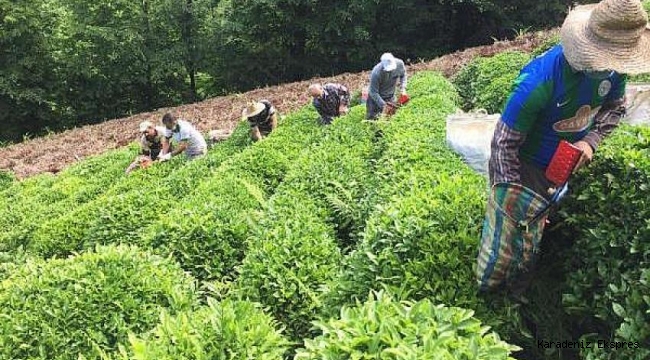 RİZE'DE VİRÜSE YAKALANAN ÜRETİCİ İÇİN İMECE YAPTILAR