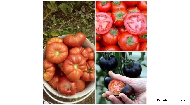 SİZ HİÇ AKIL ETMEYECEK, SİZ HİÇ DÜŞÜNMEYECEK MİSİNİZ ?