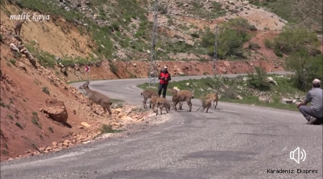TUNCELİ'DE DAĞ KEÇİLERİ YOLLARA İNDİ