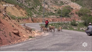 TUNCELİ'DE DAĞ KEÇİLERİ YOLLARA İNDİ