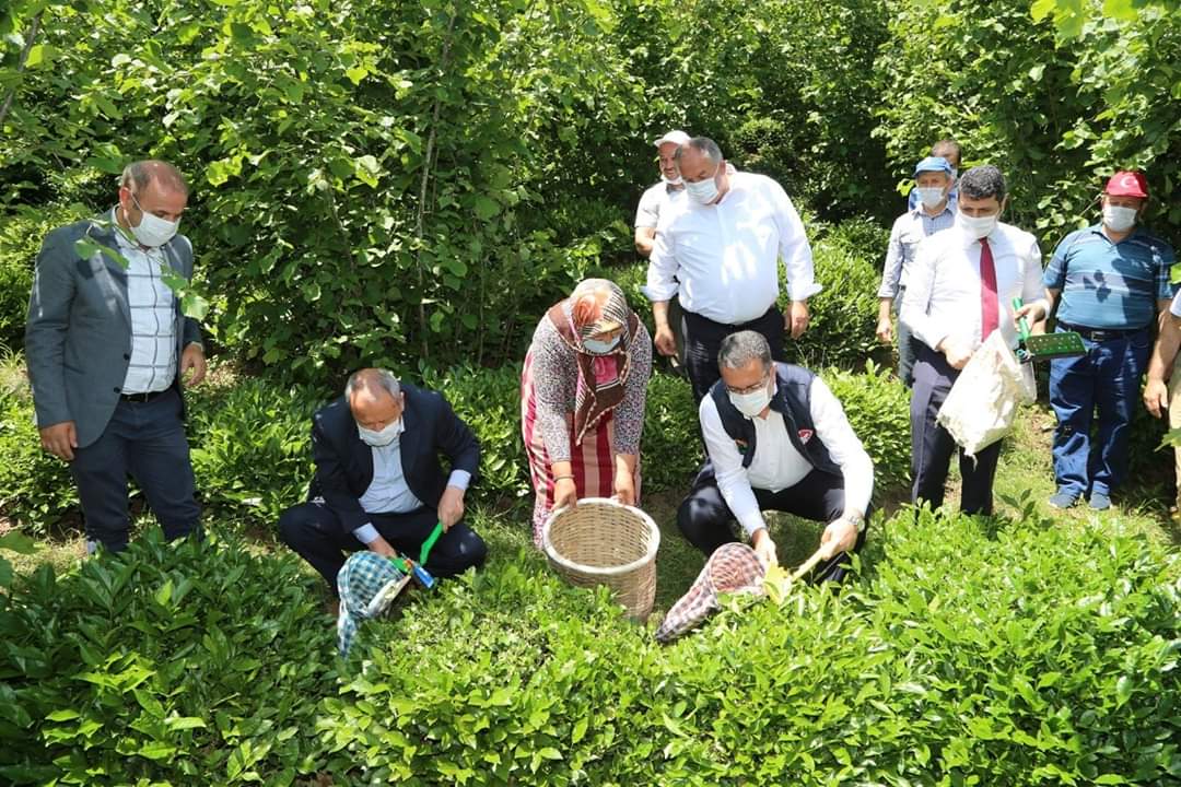 VONA ÇAYI ORTAR MARKASI İLE SATILACAK 