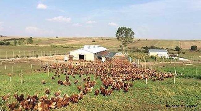 Faizsiz Tavuk Çiftliği Kredisi Hibe Şartları 