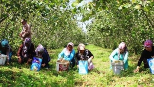 Fındık tezgahçıları, yine kelle mi istiyor?