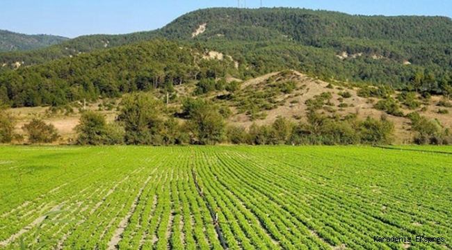 Hazine arazilerinin kiralanmasında son durum: 200 bin başvuru yapıldı