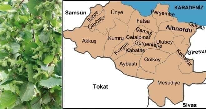 İŞTE ORDU’NUN İLÇELERİNİN REKOLTE TAHMİNLERİ