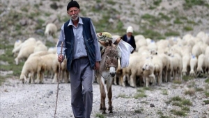  Koyun ve kuzuların ardında geçen bir ömür