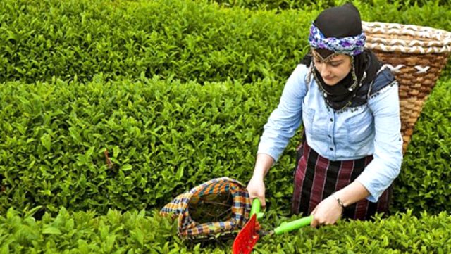 Rize MHP Teşkilatı Çay kanunu hakkında teklif hazırladı