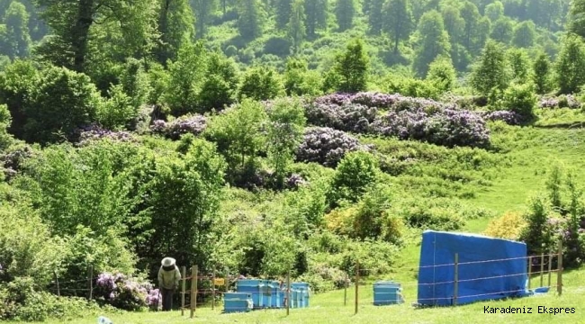 Arıcılar için 9 bal ormanı kuruldu
