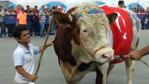 Bakan Pakdemirli; Üreticinin Elinde Kalan Kurbanlıkları Et Ve Süt Kurumu Alacak