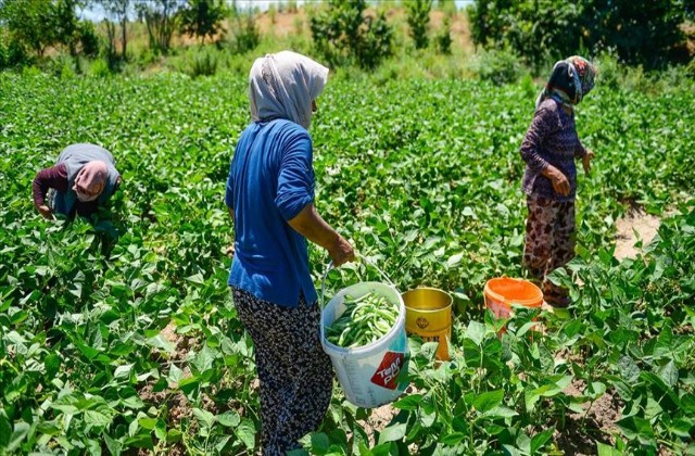 BOŞ ARAZİSİNDE TARIMA BAŞLAYAN GİRİŞİMCİ ANNE KADINLARIN İŞ UMUDU OLDU