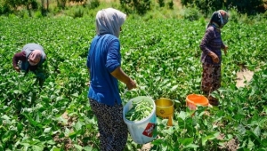 BOŞ ARAZİSİNDE TARIMA BAŞLAYAN GİRİŞİMCİ ANNE KADINLARIN İŞ UMUDU OLDU