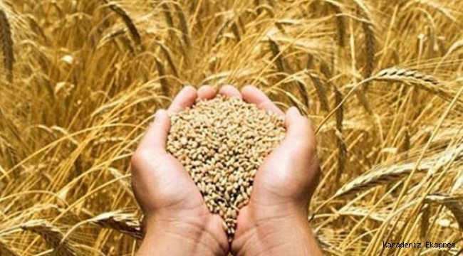 Buğdayda üretim hedefi tutmadı, 500 bin ton ithalat yapılacak