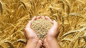 Buğdayda üretim hedefi tutmadı, 500 bin ton ithalat yapılacak