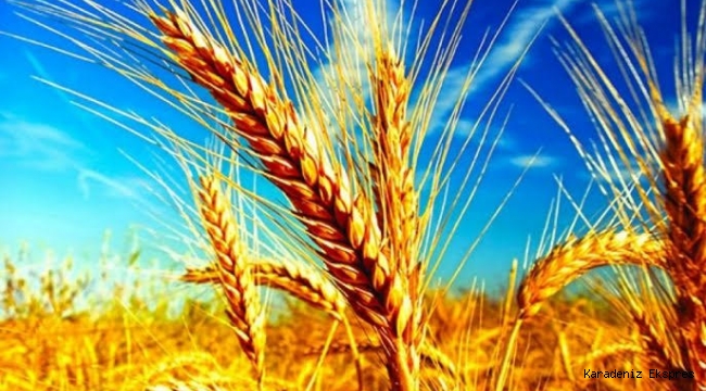 Buğdayın anavatanı olan Türkiye buğday ithalatında dünya birincisi oldu!