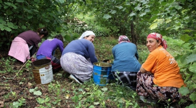 Çok üret, çok kazan, daldan değil yerden toplayın 