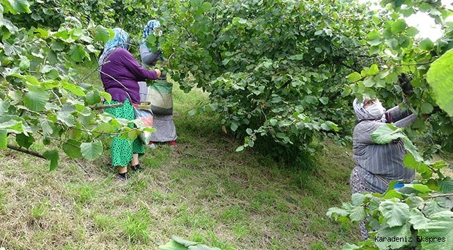 Karadenizde fındık üreticisi: Devletin tarım politikası yok, çözüm kooperatifleşmek