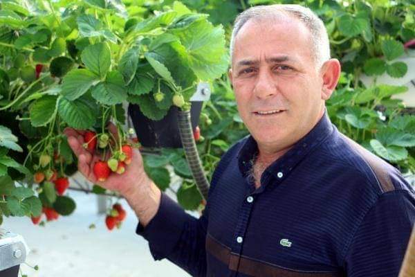Tokat'ta tam otomatik SERADA ÇİLEK HASADI BAŞLADI
