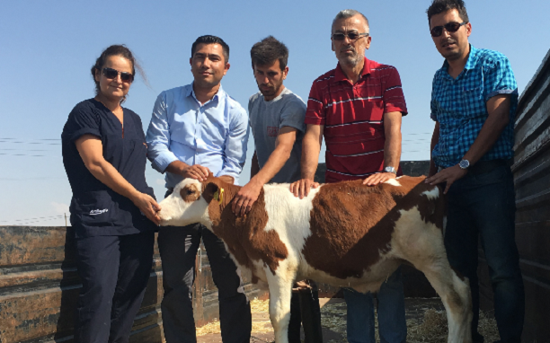 TÜRKİYE'NİN TOHUMLUK VE DAMIZLIK SORUNU