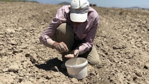 80 yaşında, 22 yılda 40 bin ağaç dikti: Çölün ortasında bir vaha