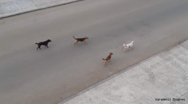 Başı Boş Köpekler Ordu'da Mahalle Sakinlerini Tedirgin Ediyor