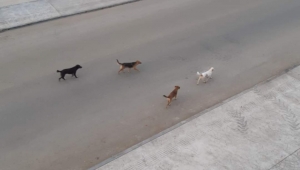 Başı Boş Köpekler Ordu'da Mahalle Sakinlerini Tedirgin Ediyor 