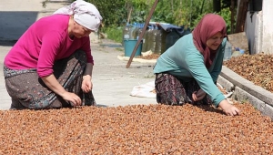 Fındık ihracatında Cumhuriyet tarihinin rekoru kırıldı