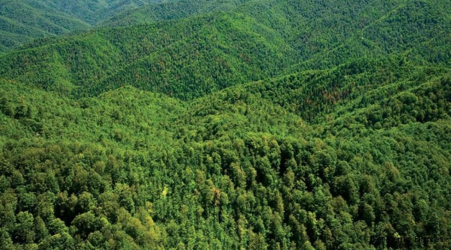 Karadeniz ormanlarına 40 bin faydalı böcek bırakıldı