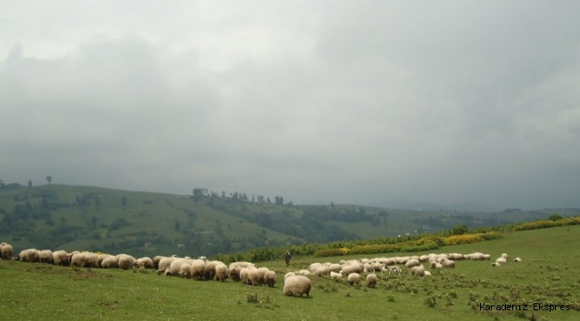 Memleketim BOLU Meralar Koyun DOLU 